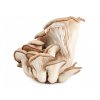 89 1 pleurotus hliva nupreme extrakt 30 polysacharidu