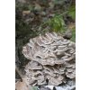 Superionherbs MAITAKE 90 kapslí