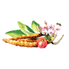 cordyceps 7.1646628311