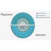 phytosome versus liposome 1