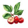 acerola