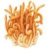 cordyceps 1 1
