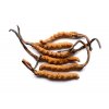 Cordyceps extrakt NUPREME