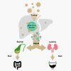 5204 2 glukuronidace