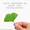 32180 2 ginko infografika