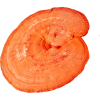 reishi 7.1646628311