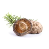 shitake susena.1646628311