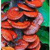 Reishi houba NUPREME premium