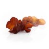 auricularia 2