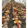 reishi farma