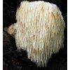 Superionherbs Hericium Erinaceus Extrakt 90 kapslí