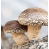 Superionherbs Shiitake Extrakt 90 kapslí