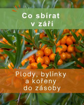 Září je ideální období na sběr plodů, bylinek i kořenů🌿. Příroda se pomalu ladí na chladnější část roku a nabízí poklady,...