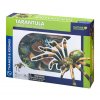 59 tarantula anatomicky model