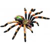 59 1 tarantula anatomicky model