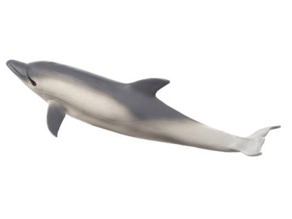 387358 Common Dolphin 540x193