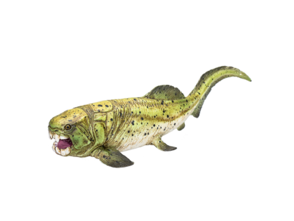 387374 Dunkleosteus 5 540x540