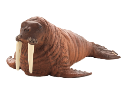387209 Walrus 540x295
