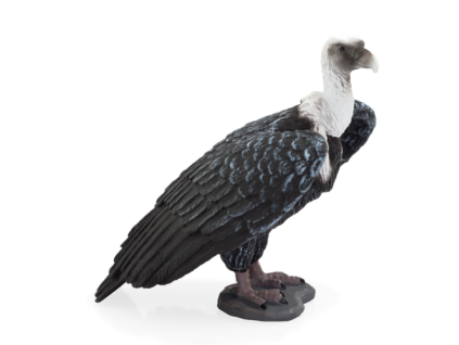 387165 GRIFFON VULTURE 540x500