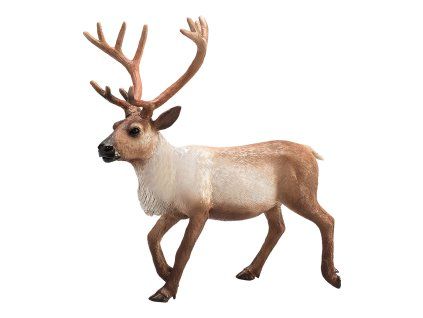 387186.animal