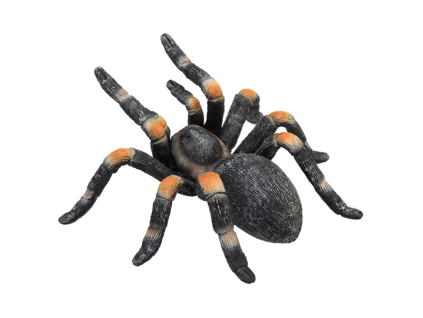 387213 Red Kneed Tarantula 5 540x540