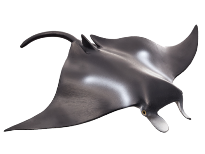 387353 Manta Ray 540x307