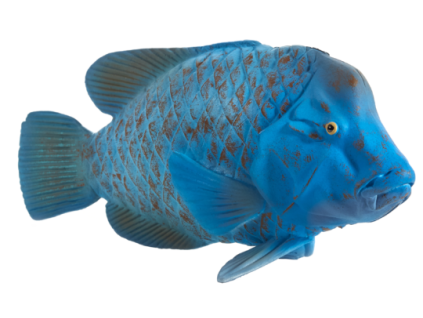 387356 Blue Grouper 540x343