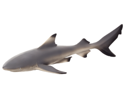 387357 Black Tip Reef Shark 540x238