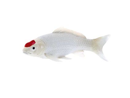 Kapor koi tancho