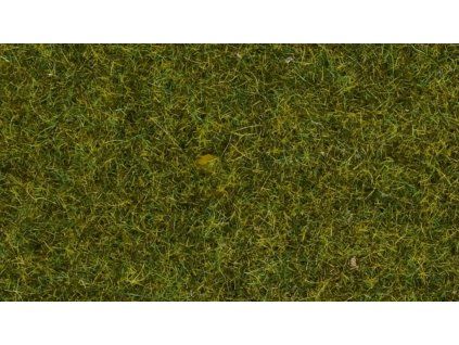 NCH07117 HL