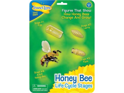 Životný cyklus Včely