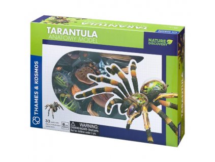 59 tarantula anatomicky model