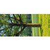 12827 2 lezecke uchyty s popruhmi na strom 12 ks