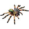 59 1 tarantula anatomicky model