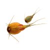 m6848359531600 617547 triops world int q1