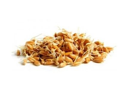 Pšenice - semínka na klíčení 50g