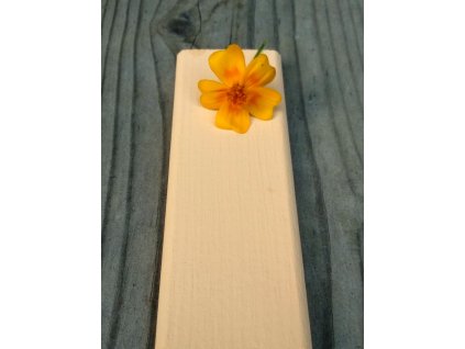 Žlutý šafrán Valioso