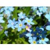 myosotis 383674 1280