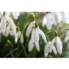 snowdrop 2130470 1280