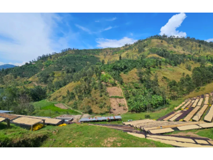 2547 rwanda muraho red bourbon natural