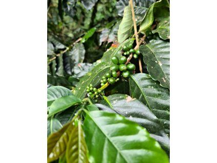 panama4