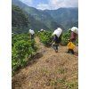 pickers