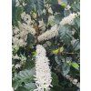 flor%20de%20cafe