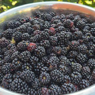 Zpětně trochu toho léta, protože na příspěvky nezbývalo moc času.. 😎 #leto #ostruziny #dozvukyleta #zezahradky #marmelada...