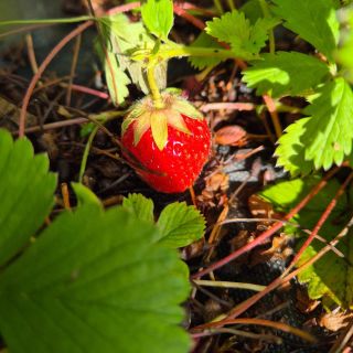 A je to tady.. JAHODOVÁ!!! 😍😍😍 #jahody #jahodovasezona #jahodyjsouzpet #karmen #dzem #marmelada #miluju #jidlo #homemade...