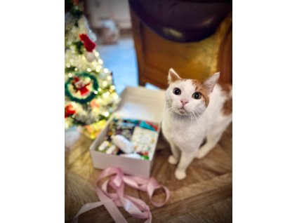 4e542ed5 7328 4fd6 b22a 24e645c21043