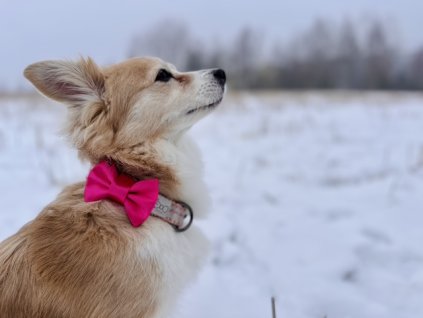 Obrázok 25.2.2026 o 0.39 (4)