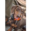 dogtrace dog x30t gps elektricky obojek pro dalsiho psa 02