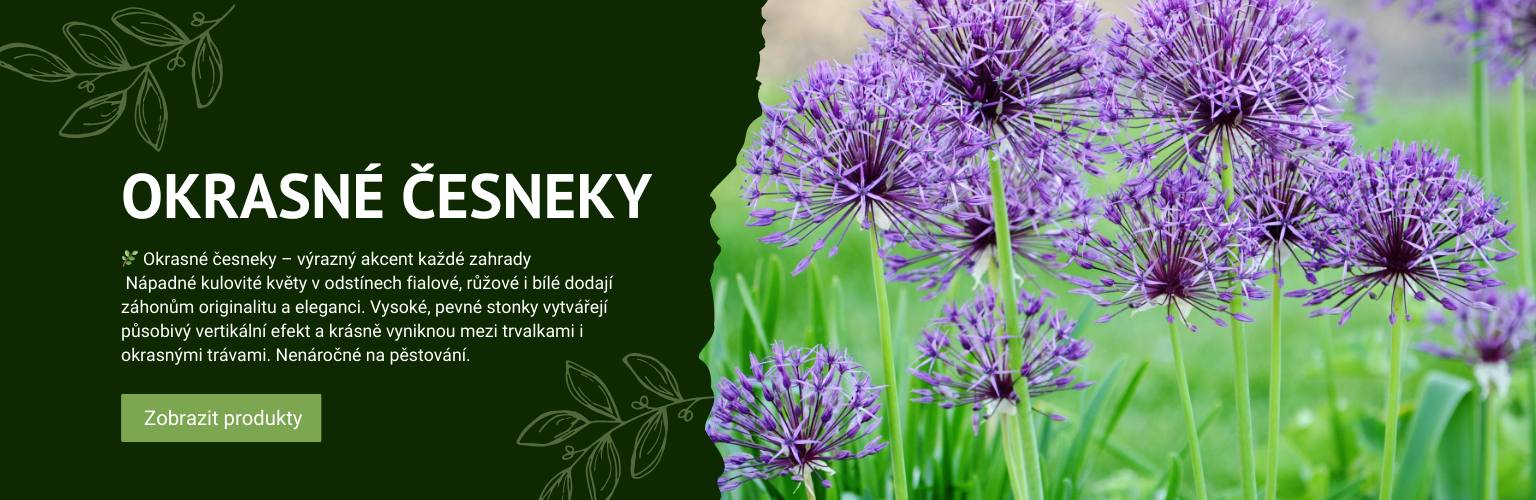 Okrasné česneky