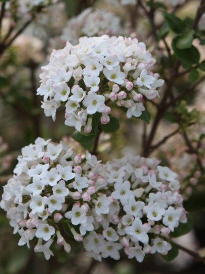 Viburnum burkwoodii 'Anne Russell'